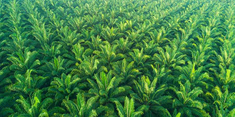palm